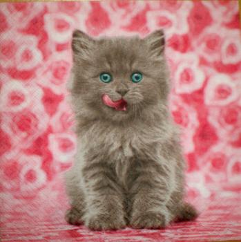 041 Katzen - 3-lagig - Colourful Life
